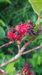 Ochnaceae