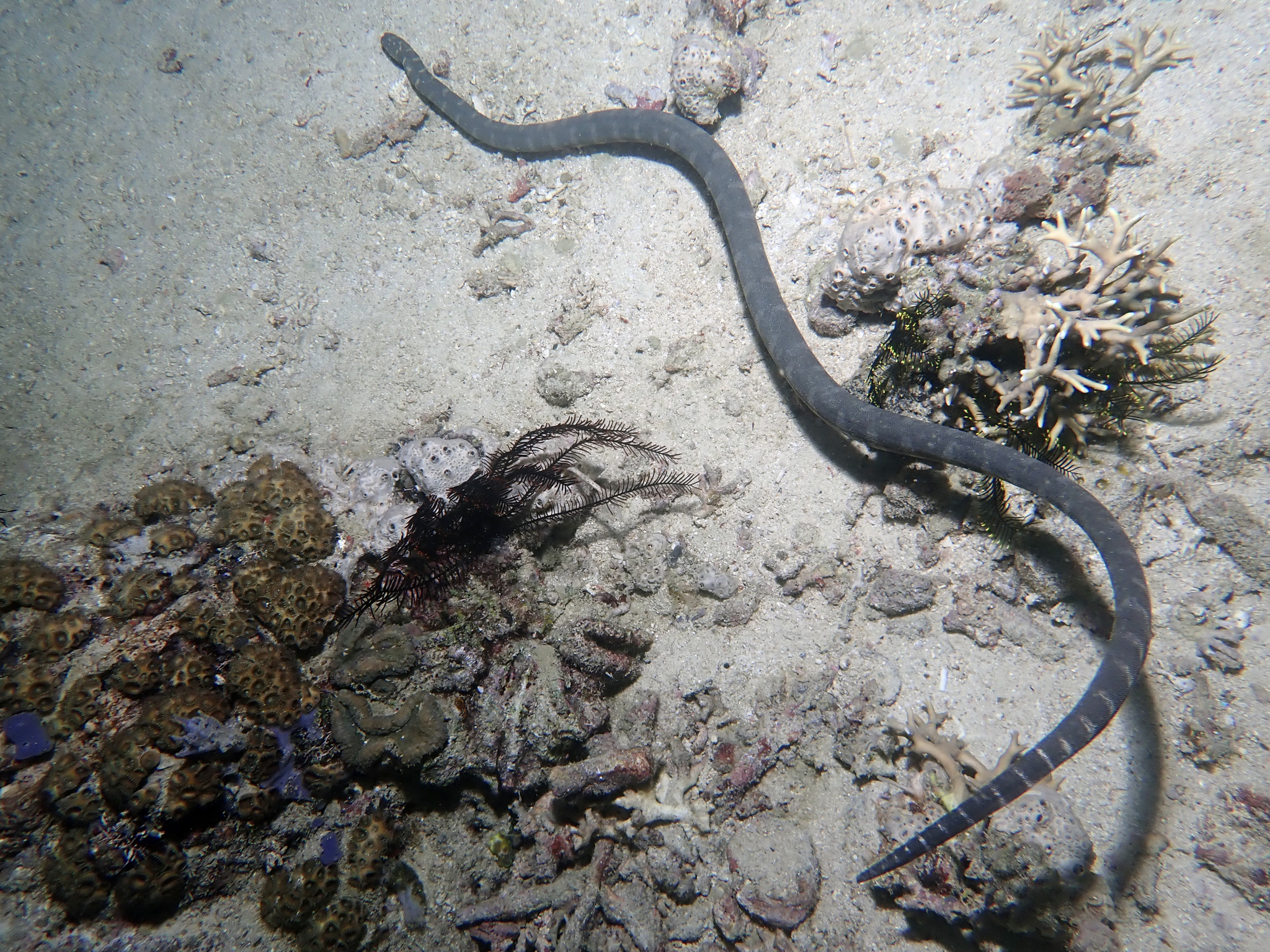 Acrochordus granulatus (Schneider, 1799)