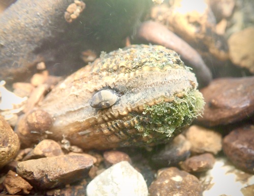 Birdwing Pearlymussel