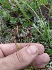 Luzula multiflora sibirica