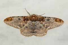 Amraica solivagaria