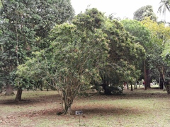 Dracaena reflexa