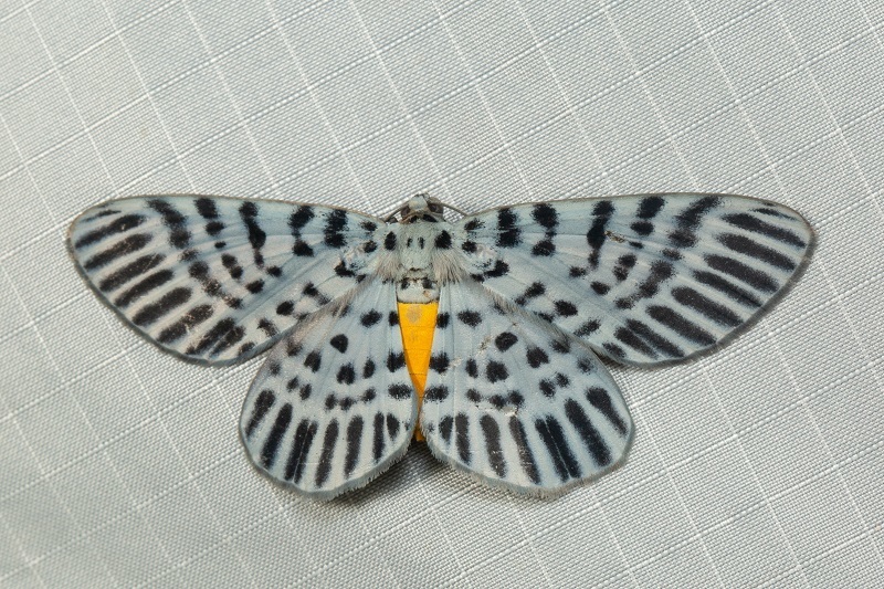 Bracca georgiata