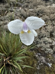 Diplarrena latifolia, photograph (c) sblumen, some rights reserved (CC BY)