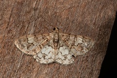 Diplurodes submontana