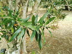 Dracaena reflexa