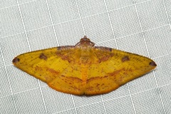 Heterolocha