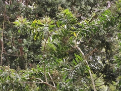 Dracaena reflexa