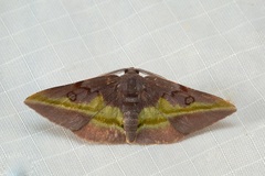 Hypochrosis cryptopyrrhata