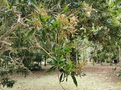 Dracaena reflexa