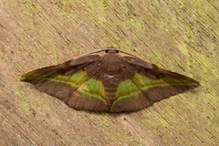 Hypochrosis cryptopyrrhata