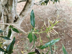 Dracaena reflexa