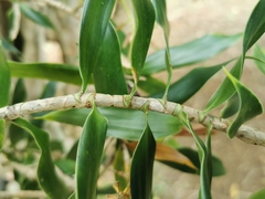 Dracaena reflexa