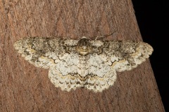 Iulotrichia decursaria