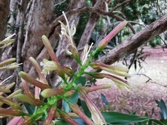 Dracaena reflexa