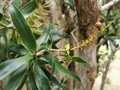 Dracaena reflexa
