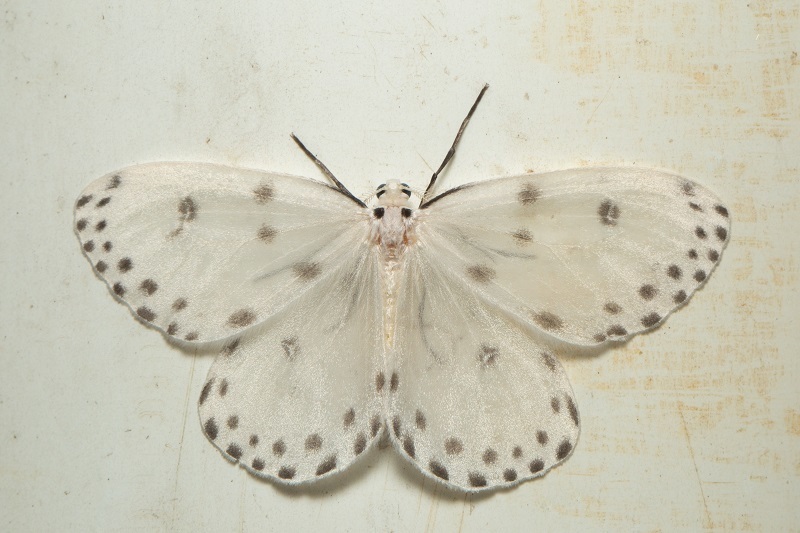 Naxa kerangatis