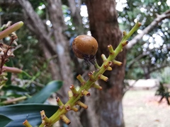 Dracaena reflexa