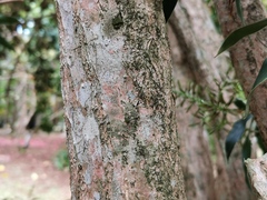 Dracaena reflexa