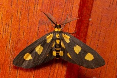 Pseudeuchromia maculifera
