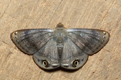 Tasta elliptica