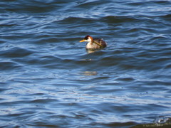 Rollandia microptera