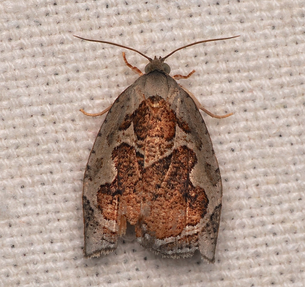 Pseudomeritastis decora