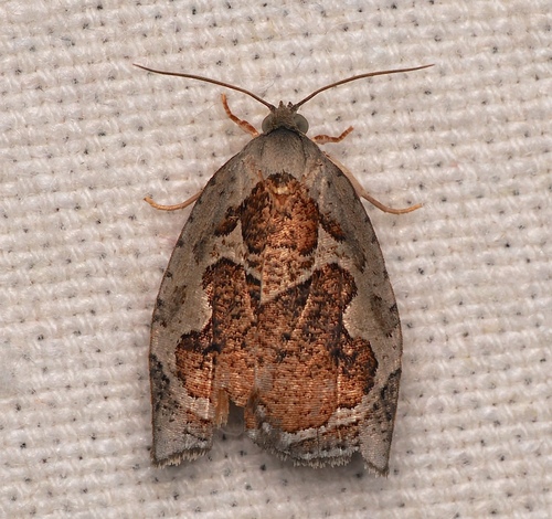 Pseudomeritastis decora