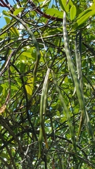 Plectaneia