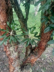 Polylepis racemosa