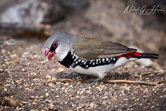 Diamond Firetail photo 4