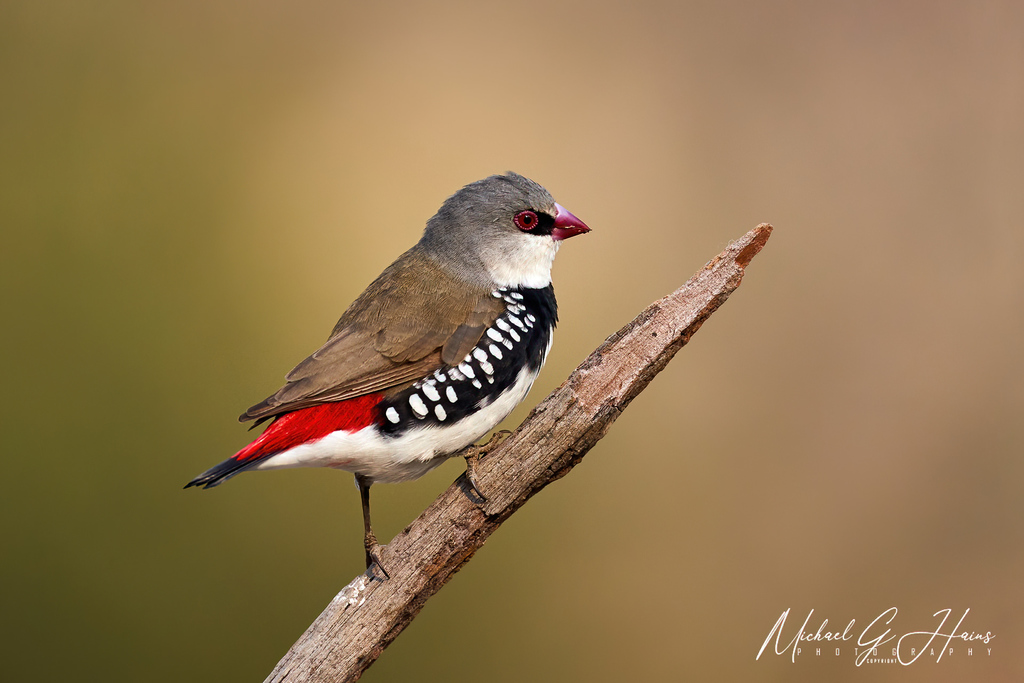 Rabo-de-fogo-diamante (Stagonopleura guttata) · BioDiversity4All