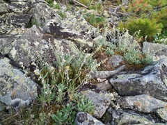 Artemisia lagocephala
