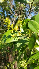 Rauvolfia