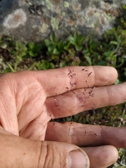 Agrostis vinealis