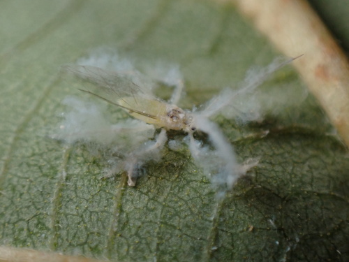 Oestlundiella flava