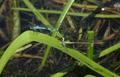 Ietinė Strėliukė nuotrauka
