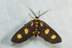 Pseudeuchromia maculifera