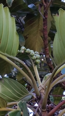 Dilleniaceae