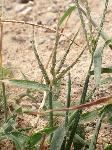 Digitaria sericea iNat (2)