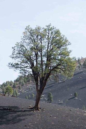 Southwestern Ponderosa Pine