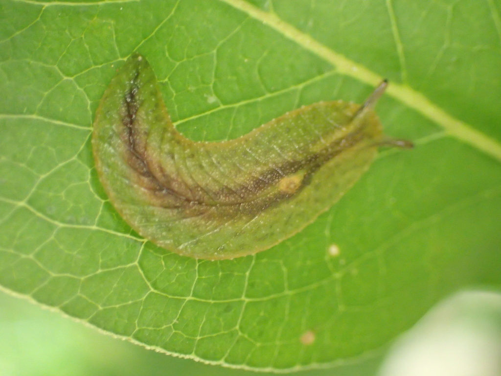 Succineoidei