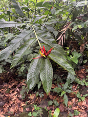 Heliconia mathiasiae, photograph Phillip Salzinger, CC0, iNaturalist via GBIF