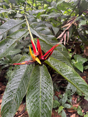 Heliconia mathiasiae, photograph Phillip Salzinger, CC0, iNaturalist via GBIF