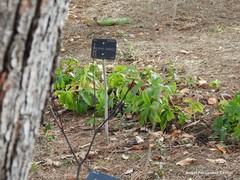 Stachyurus chinensis