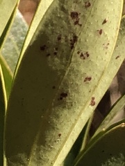 Chrysomyxa ilicina