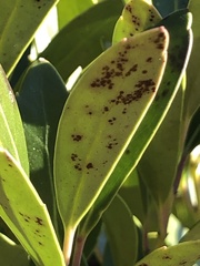Chrysomyxa ilicina