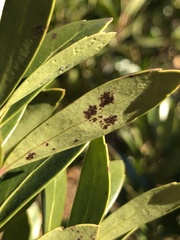 Chrysomyxa ilicina
