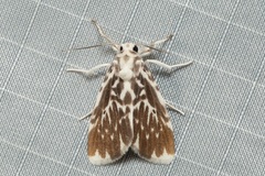 Adites pseudofrigida