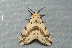 Lemyra